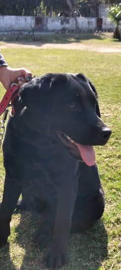 Black Labrador Pedigree Dog