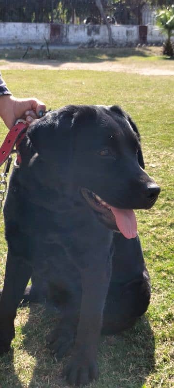 Black Labrador Pedigree Dog 0