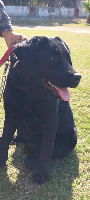 Black Labrador Pedigree Dog 1