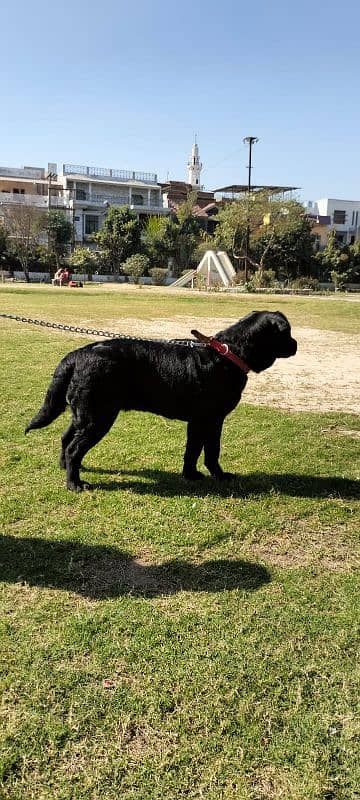 Black Labrador Pedigree Dog 2