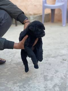 black shepherd female available for sale