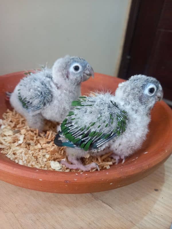 Red factor conure babies/chicks parrots 0