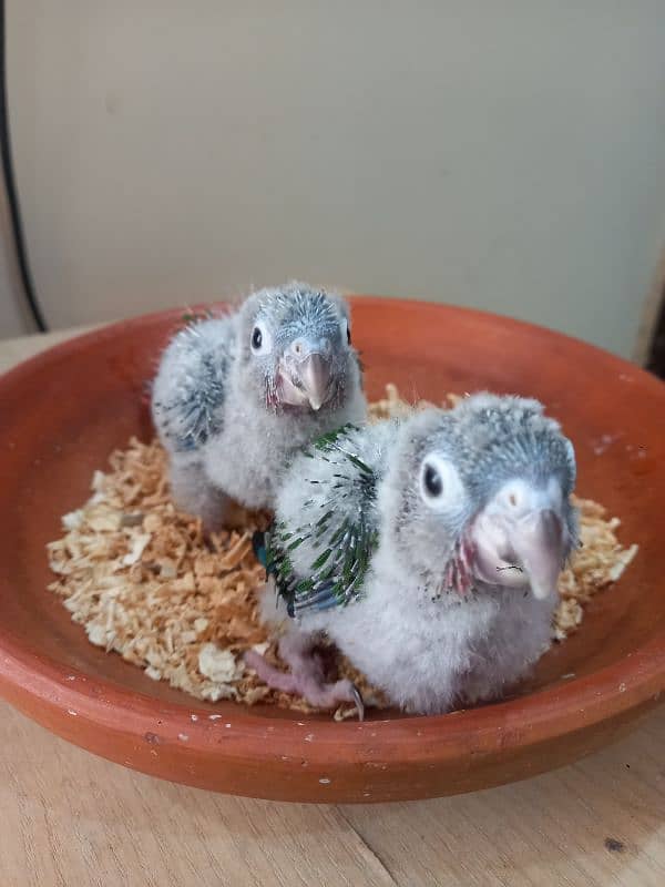 Red factor conure babies/chicks parrots 1