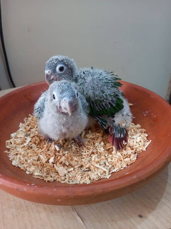 Red factor conure babies/chicks parrots 2