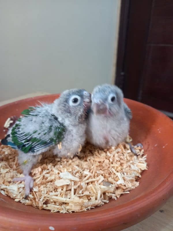 Red factor conure babies/chicks parrots 3