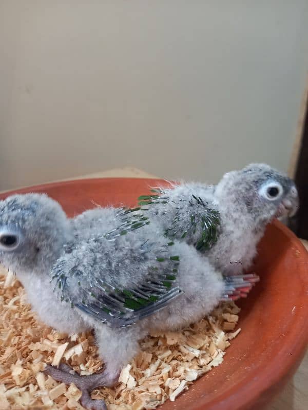 Red factor conure babies/chicks parrots 4