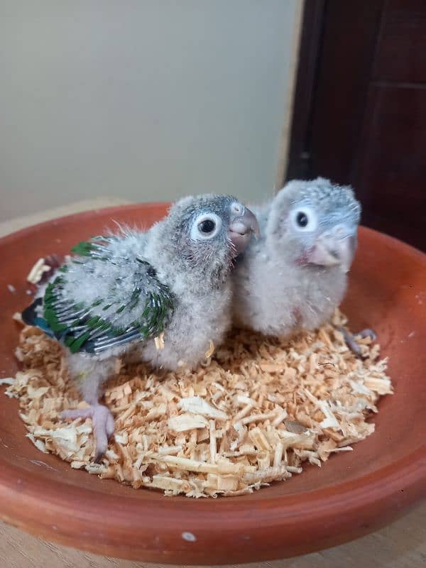 Red factor conure babies/chicks parrots 6