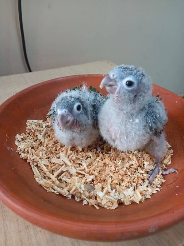 Red factor conure babies/chicks parrots 7