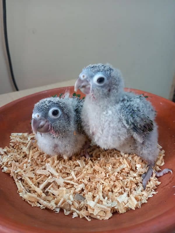 Red factor conure babies/chicks parrots 8