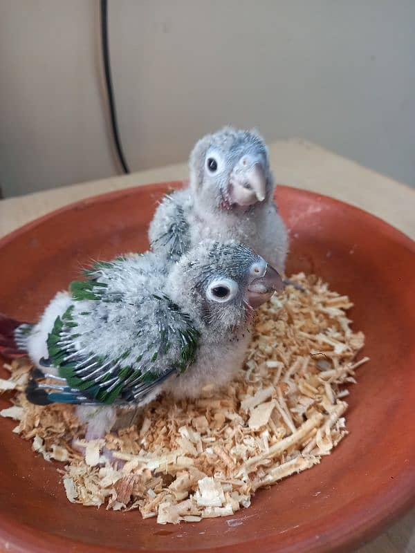 Red factor conure babies/chicks parrots 9