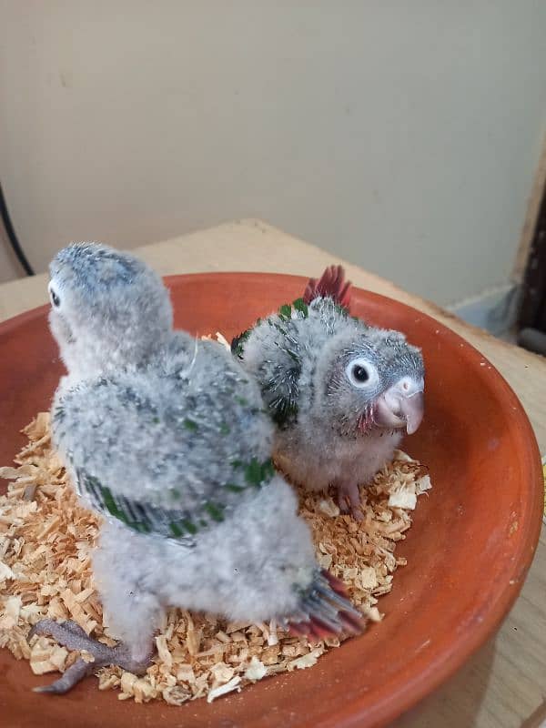 Red factor conure babies/chicks parrots 10