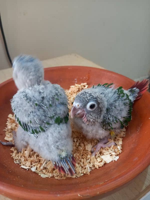 Red factor conure babies/chicks parrots 11