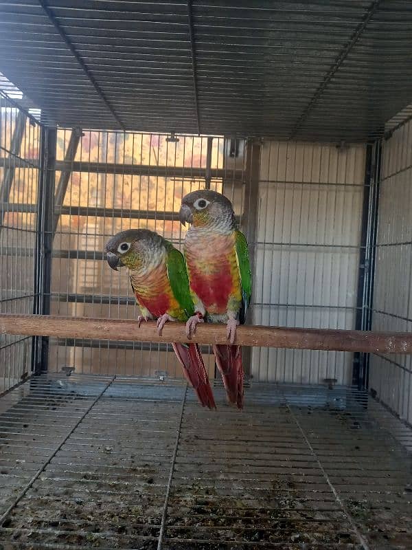 Red factor conure babies/chicks parrots 14