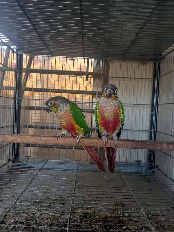 Red factor conure babies/chicks parrots 15