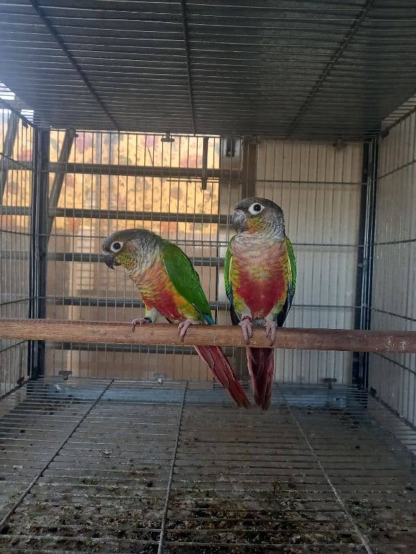 Red factor conure babies/chicks parrots 16