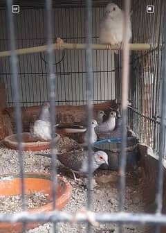 breeder diamond doves