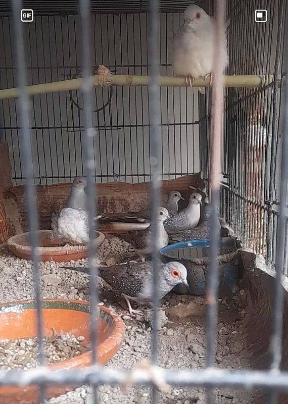 breeder diamond doves 0