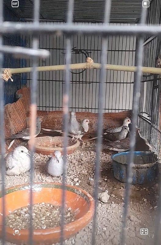 breeder diamond doves 1