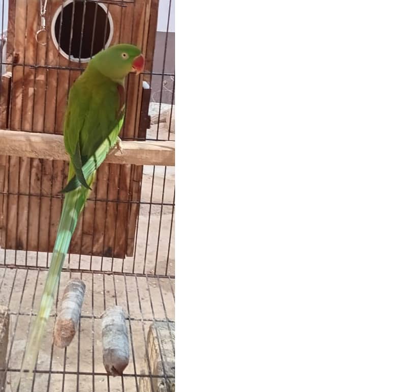 Alexendrine / Raw / Pahari / Kashmiri Parrot  for Sale 0