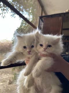 “Fluffy Triple-Coated Persian Kitten | 60 Days Old | Playful