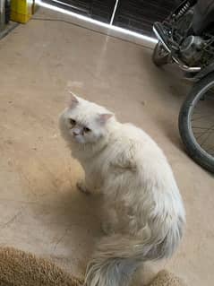 Persian cat