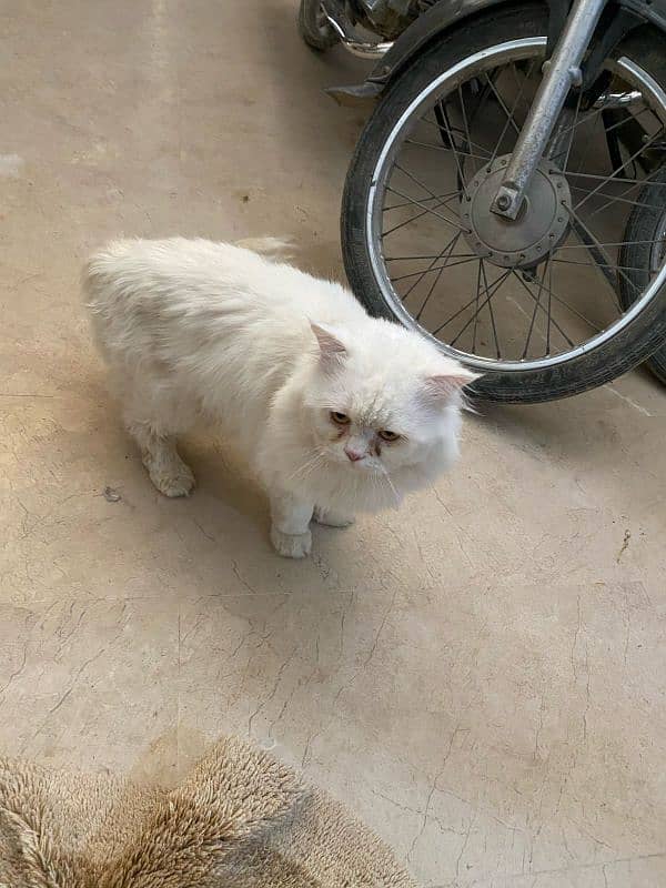 Persian cat 1