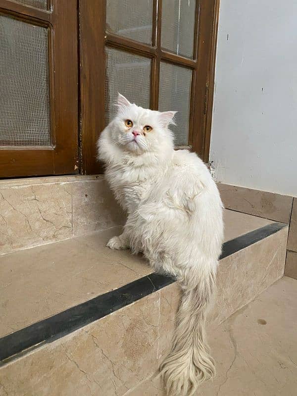 Persian cat 2