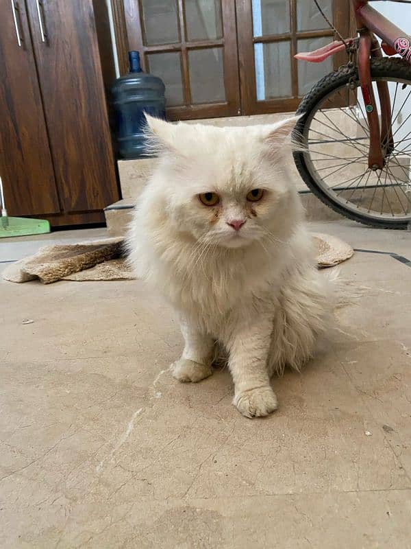 Persian cat 5