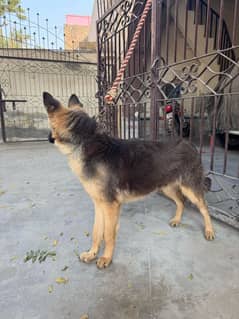 German shepherd male guard dog for sale