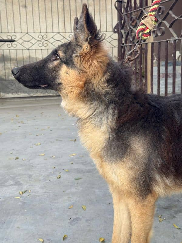 German shepherd male guard dog for sale 1