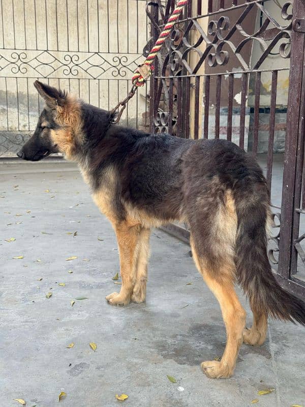 German shepherd male guard dog for sale 2