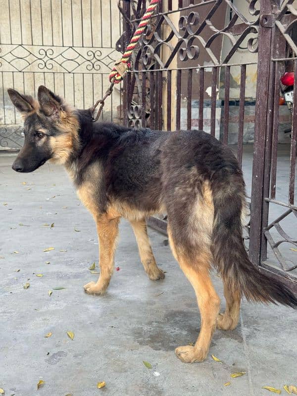 German shepherd male guard dog for sale 3