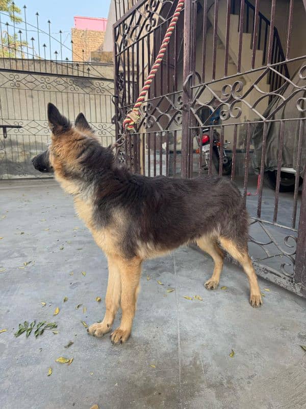 German shepherd male guard dog for sale 4