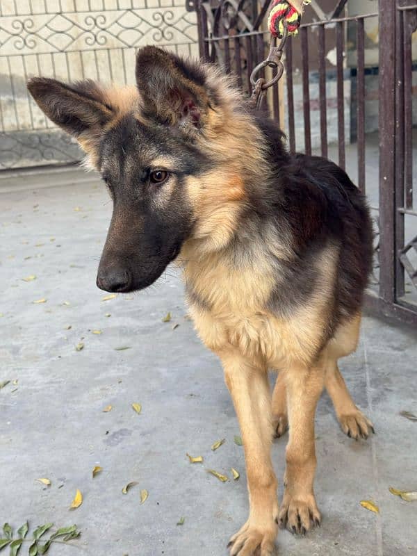 German shepherd male guard dog for sale 5