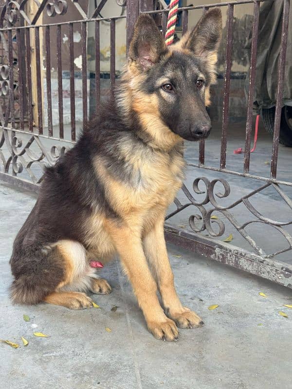 German shepherd male guard dog for sale 6