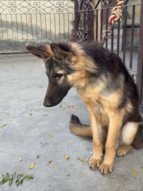 German shepherd male guard dog for sale 7