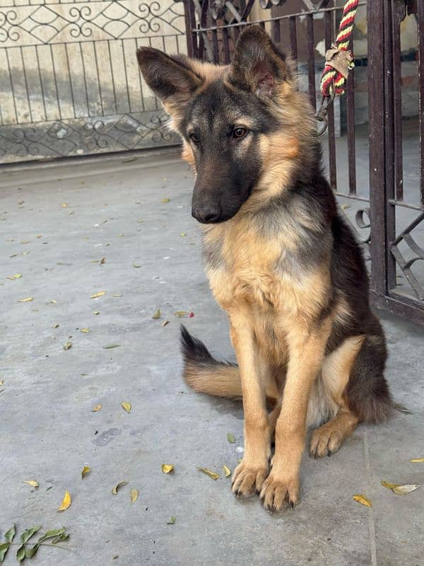 German shepherd male guard dog for sale 8