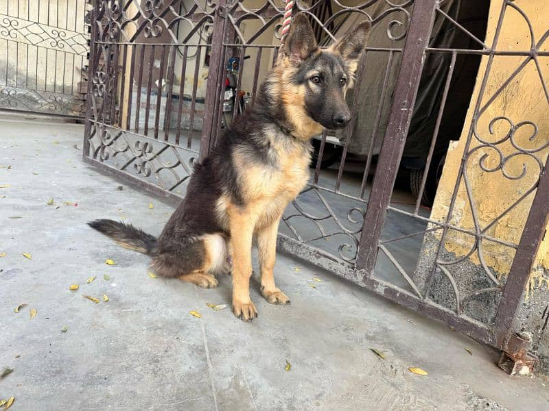 German shepherd male guard dog for sale 9