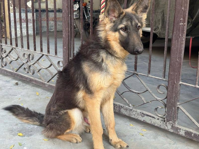 German shepherd male guard dog for sale 10