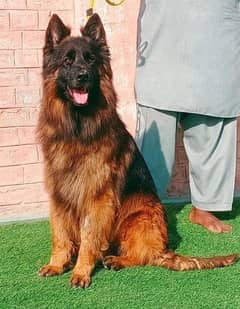 german shepherd long coat pink pedigree male available for sale