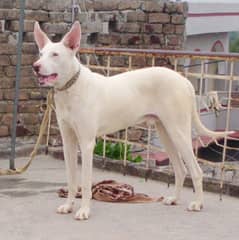 dog buli gultair age one year and 6 month