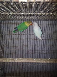 parblue/ino albino red eye breeder pair