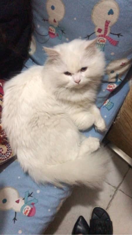 double coated Persian male cat 1