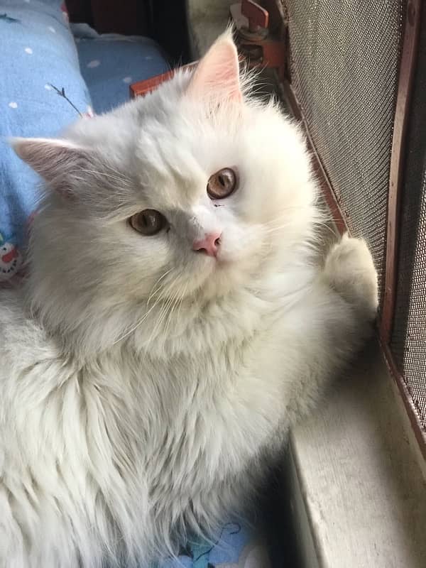 double coated Persian male cat 3