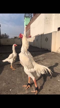 15 days white shamo chicks only 7 pieces available