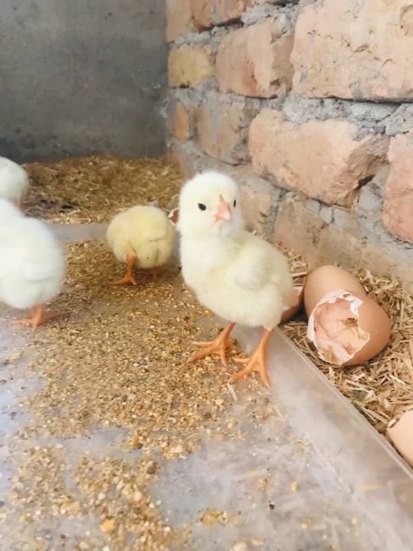 1 week  white shamo chicks only 7 pieces available 2