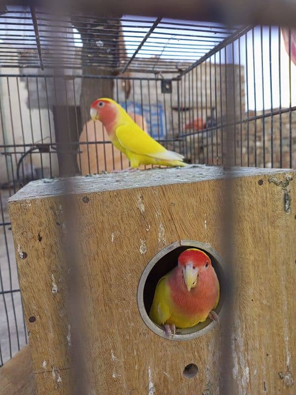 Love Birds for sale 03347107285 1