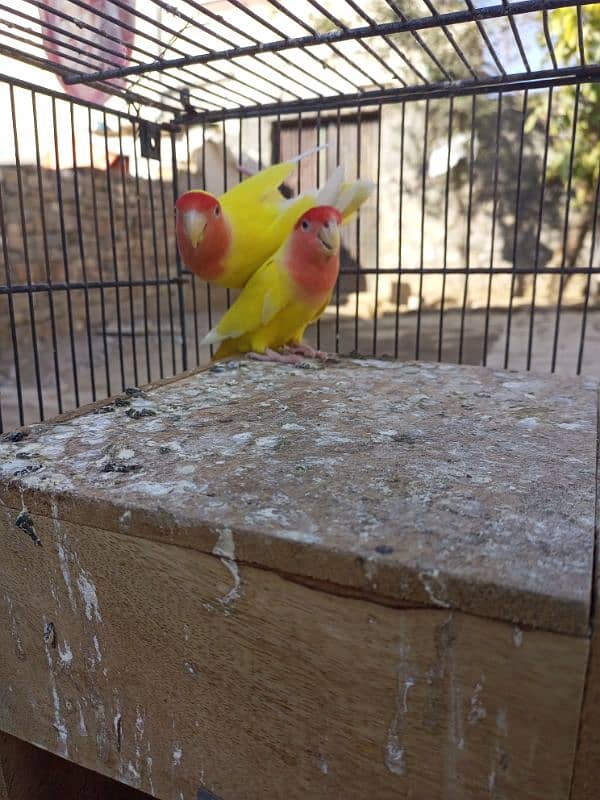 Love Birds for sale 03347107285 2