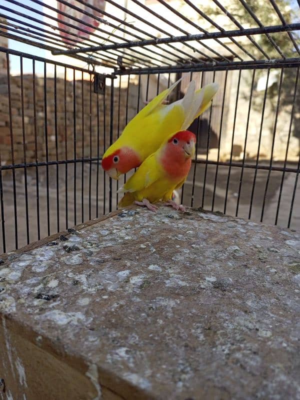 Love Birds for sale 03347107285 3