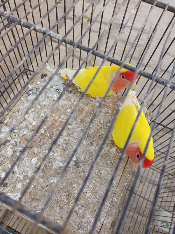 Love Birds for sale 03347107285 4